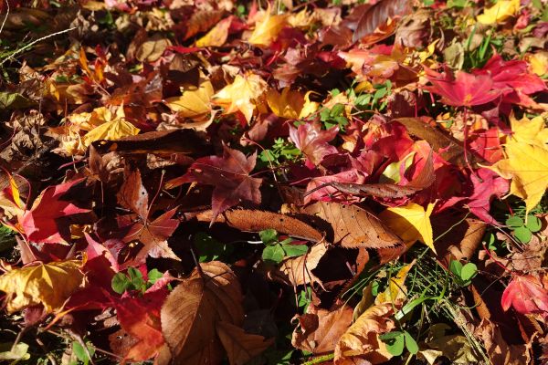 落ち葉
