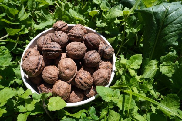 2025年産 遠野産和ぐるみ＊むきぐるみの販売を始めました！